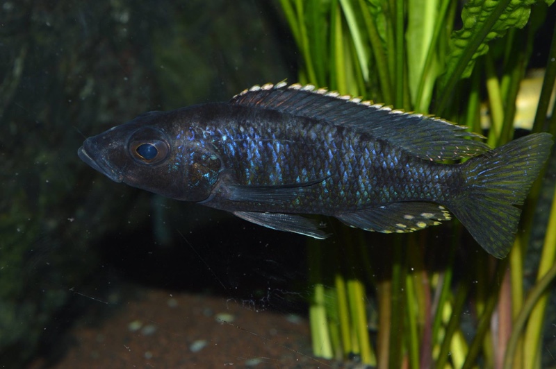 Stigmatochromis melanchros